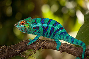 Blue Chameleon in a Tree